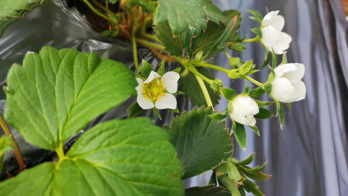 红颜草莓终于开花了,也看到了一点希望,种植真心不容易