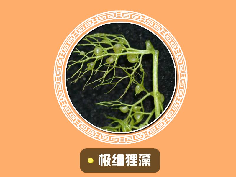 趣味食虫植物—狸藻