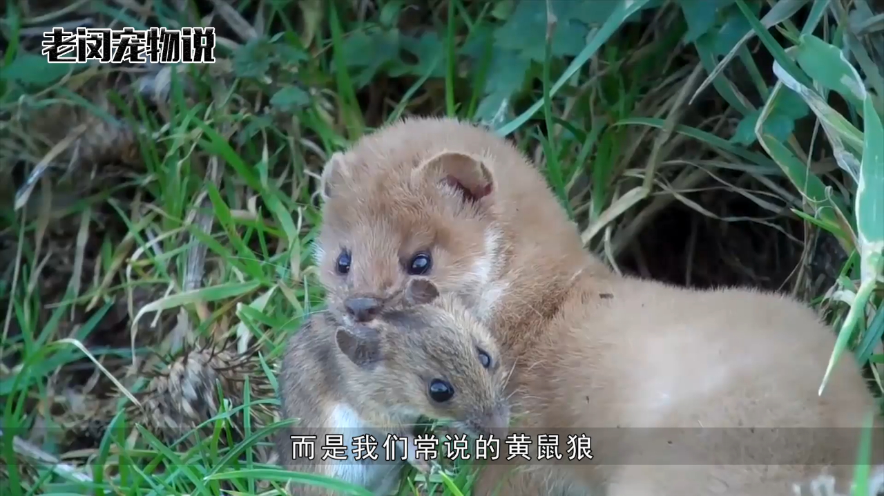 黄鼠狼为什么比猫还爱捉老鼠,了解原因后,恍然大悟!