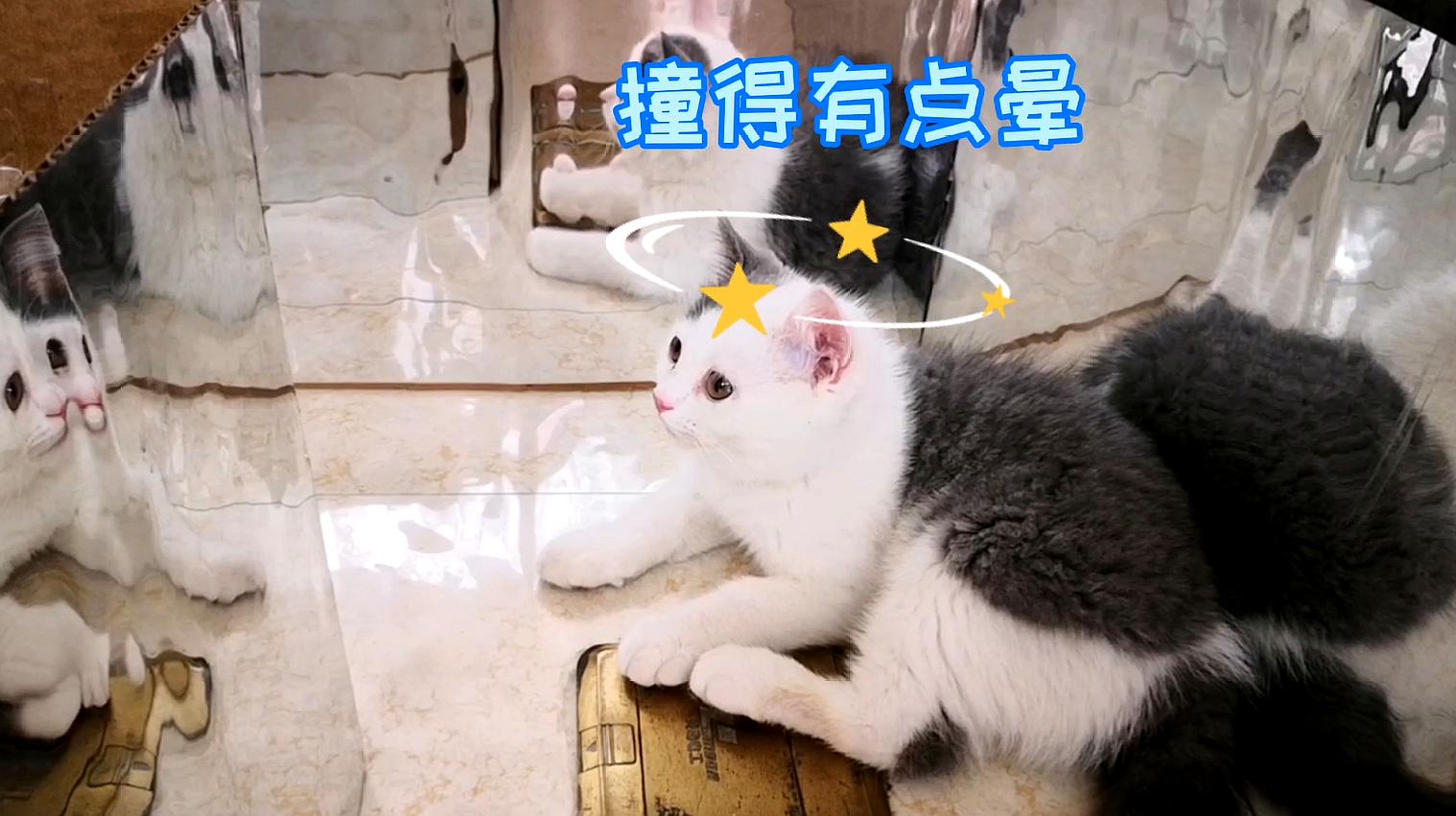 2小奶猫走在镜子上什么反应?和影子一起游戏,喵:我在盗梦空间?