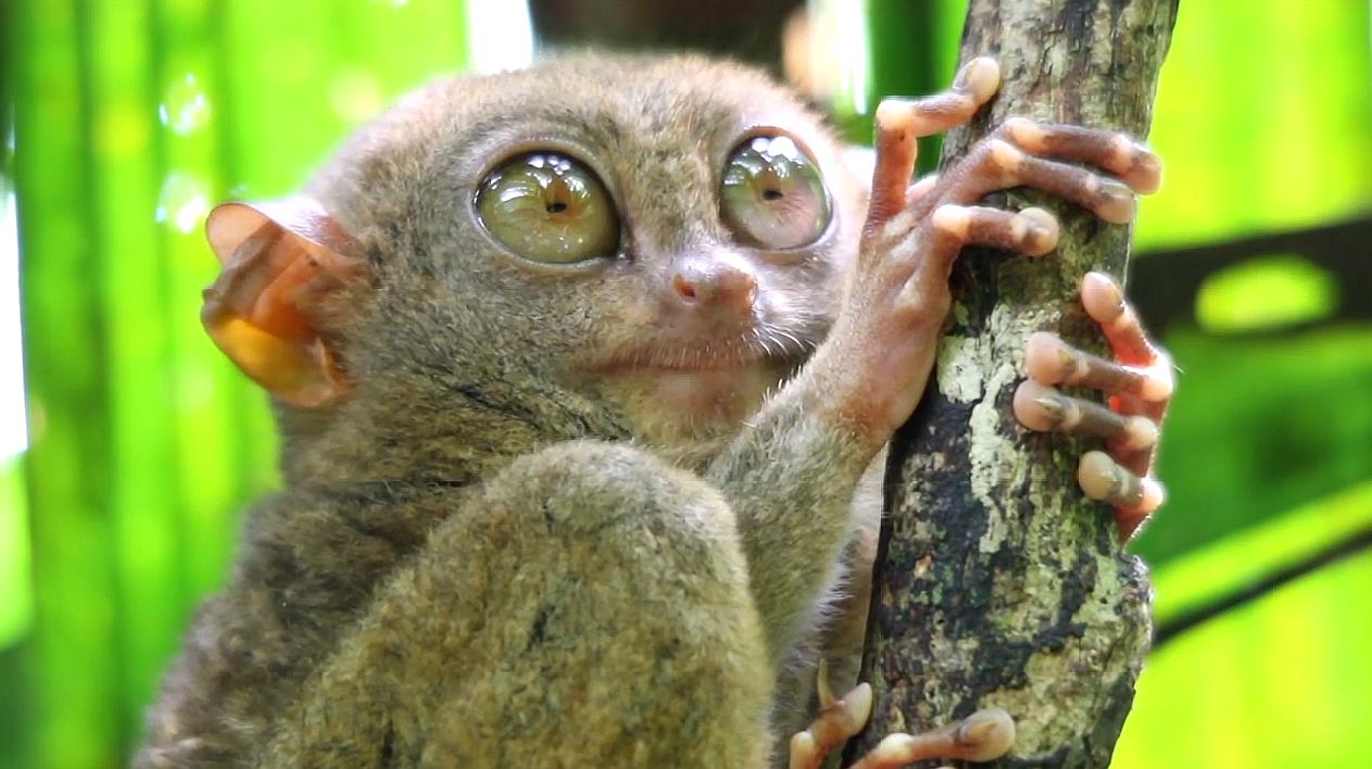 奇闻异事:世界上最小的猴子,眼睛却相当之大,曾经却消失了90年6个视频