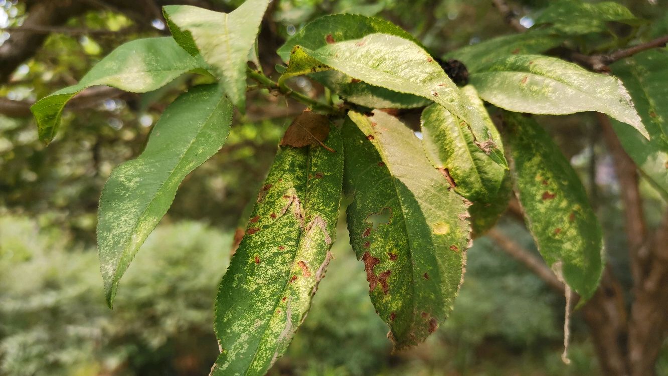 桃树病虫害之穿孔病与桃蚜防治