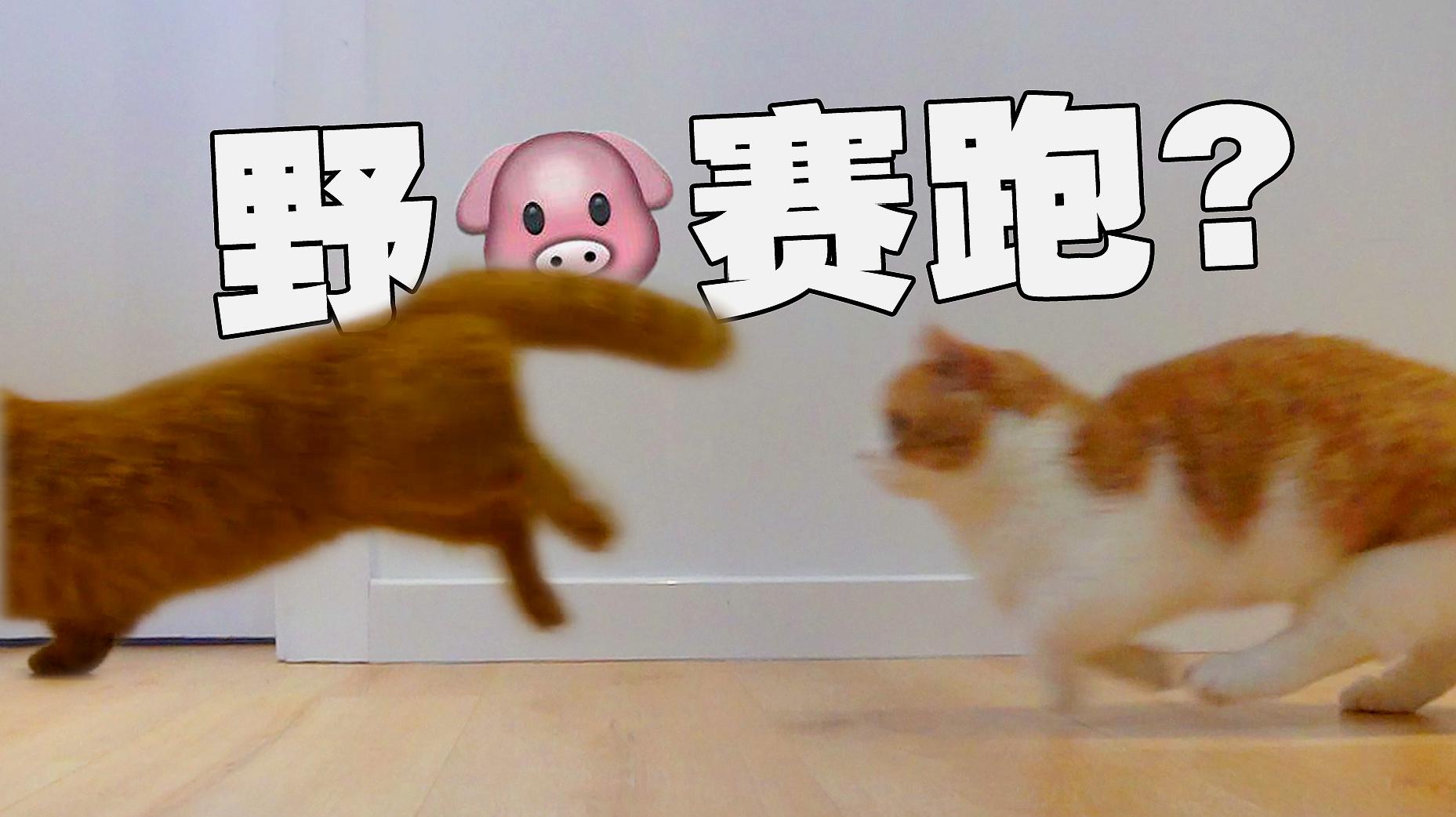 小猫咪日常精彩视频