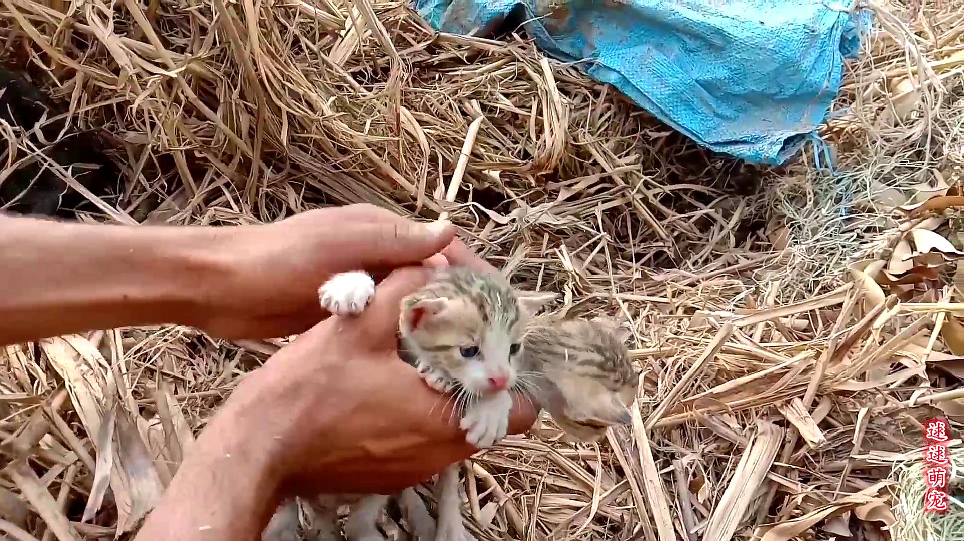 听到凄惨得小猫叫,顺着声音发现野猫窝,一对小野猫在等待救援