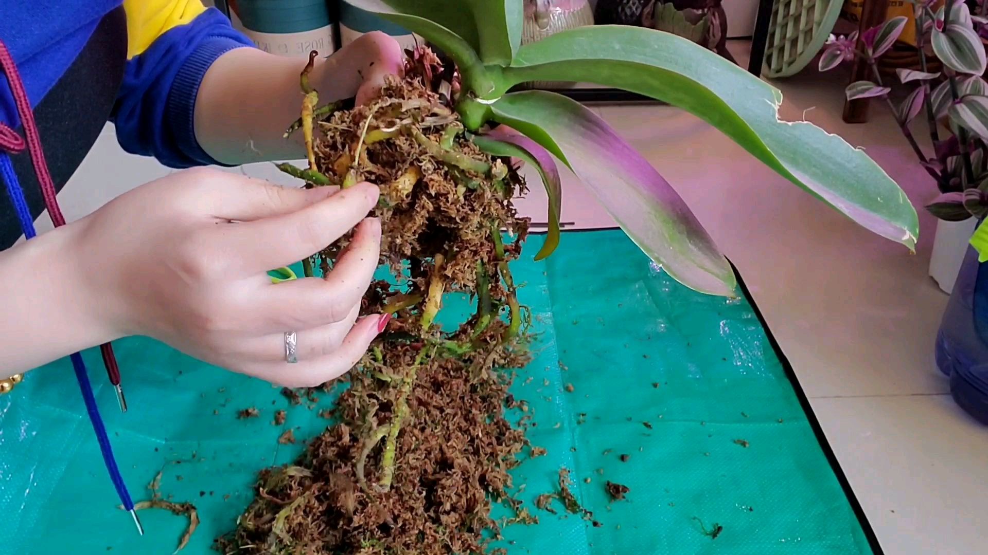 蝴蝶兰换盆全过程,干水苔不能直接用,要提前处理一下!
