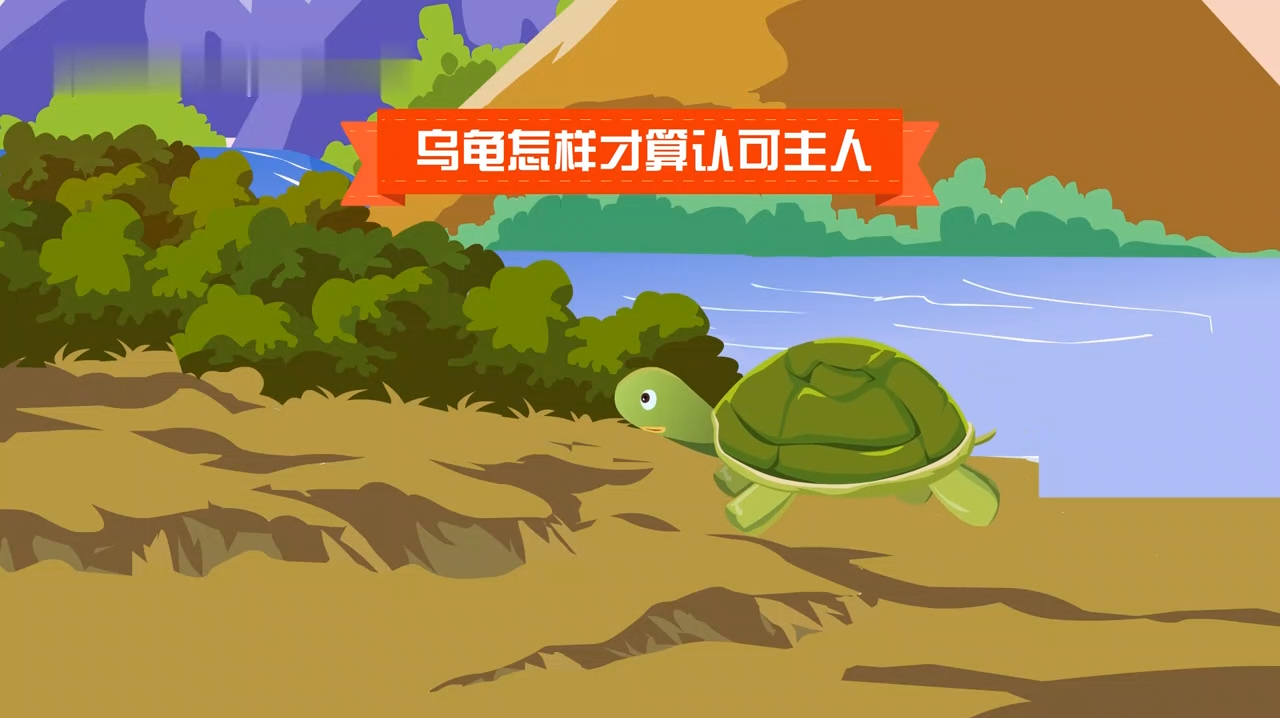 关于乌龟的小知识