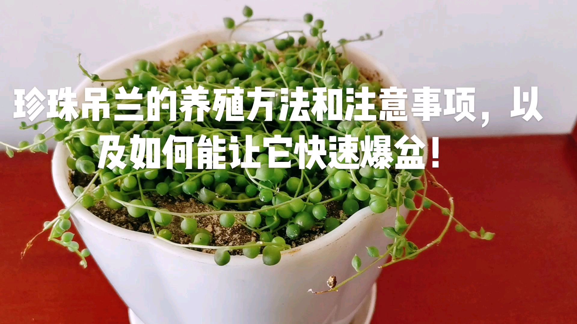 珍珠吊兰的养殖方法和注意事项,以及如何能让它快速爆盆!