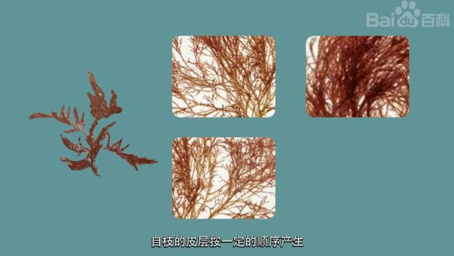好看视频「秒懂百科」原来高山狸藻长这样 4常见的褐藻类植物-褐藻