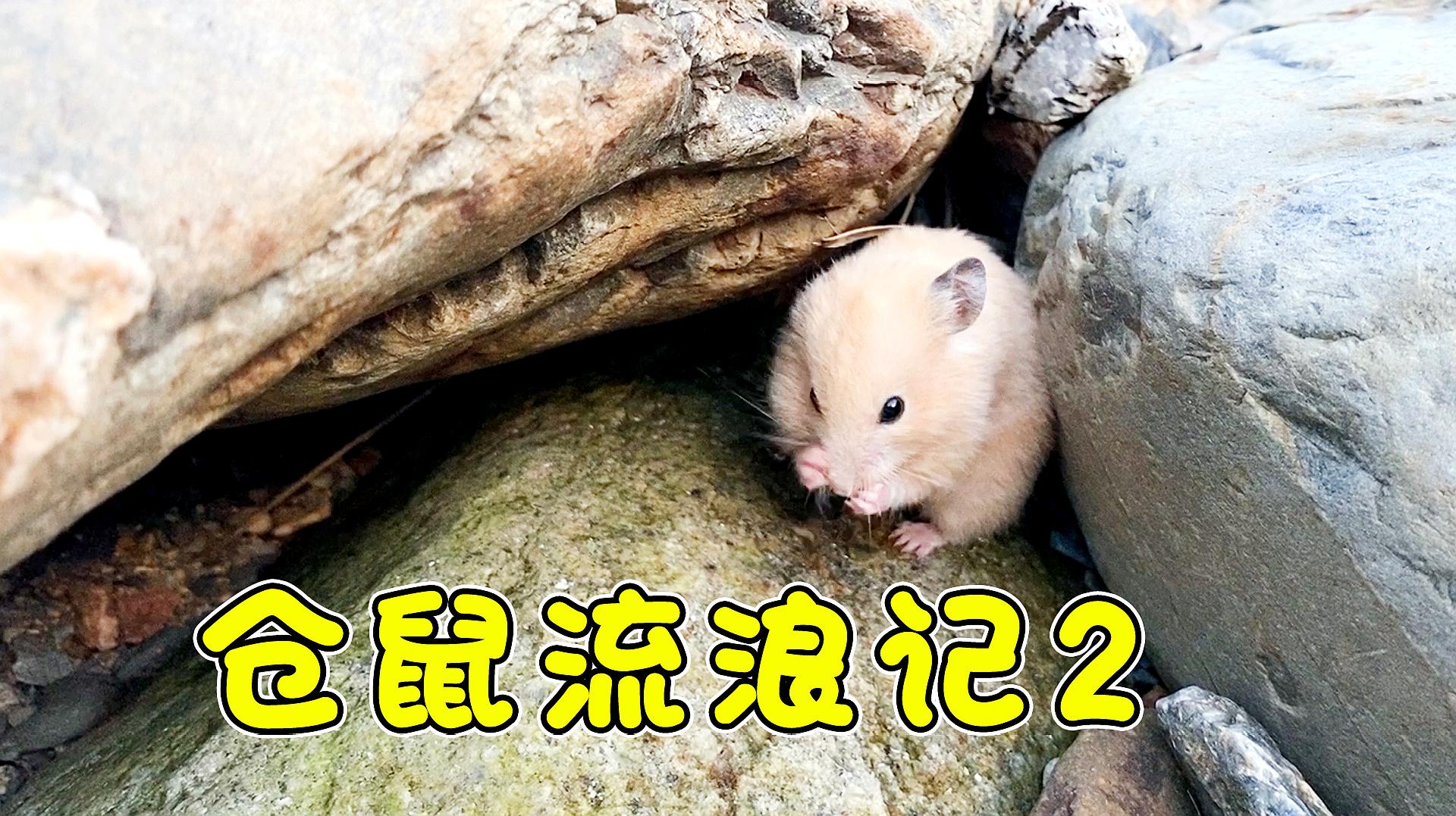 124只小仓鼠已经长大了,其中有11只是母仓鼠,13只是公仓鼠  01:05
