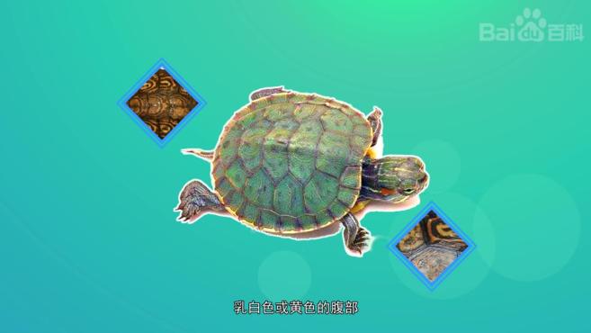 彩龟包括的种类有哪些?