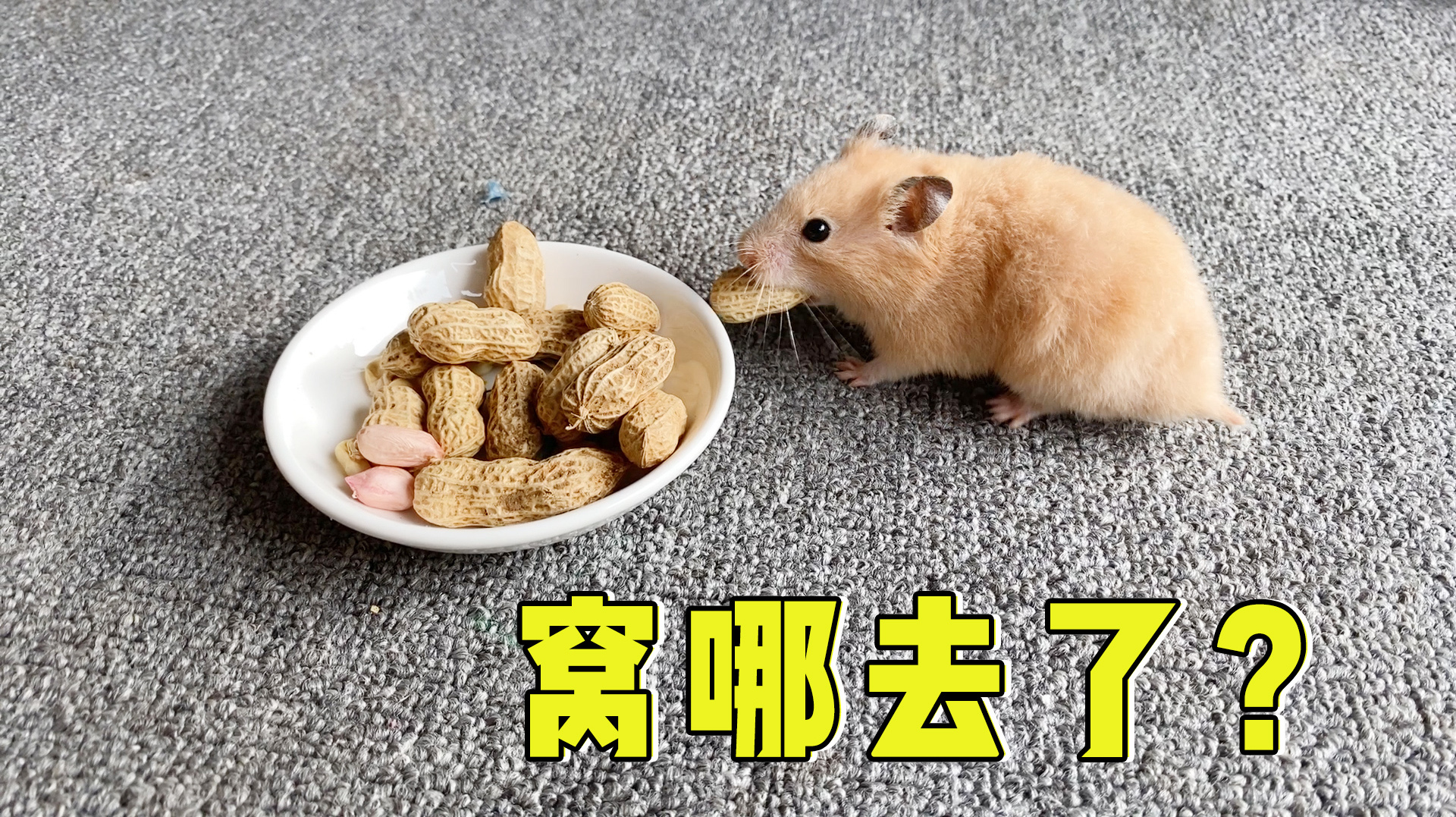 仓鼠日常小视频集合