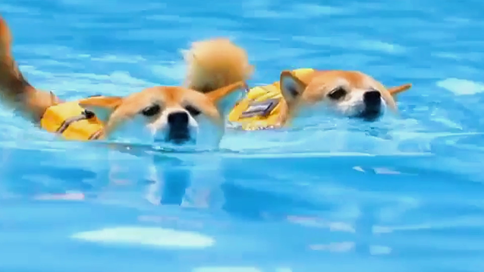 1萌柴犬:小柴犬狗刨式游泳,太搞笑了!