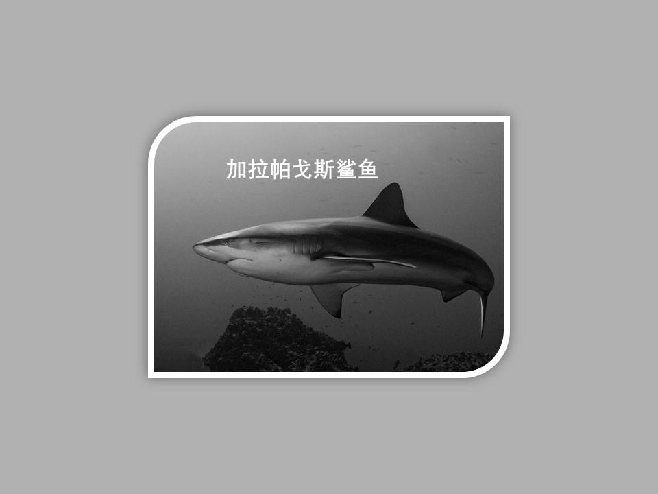 00:51  来源:好看视频-「秒懂百科」原来岩牡丹长这样 2原来麦哲伦