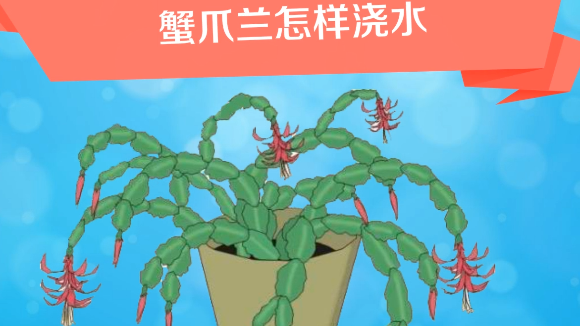 蟹爪兰的种植技巧和养护方法