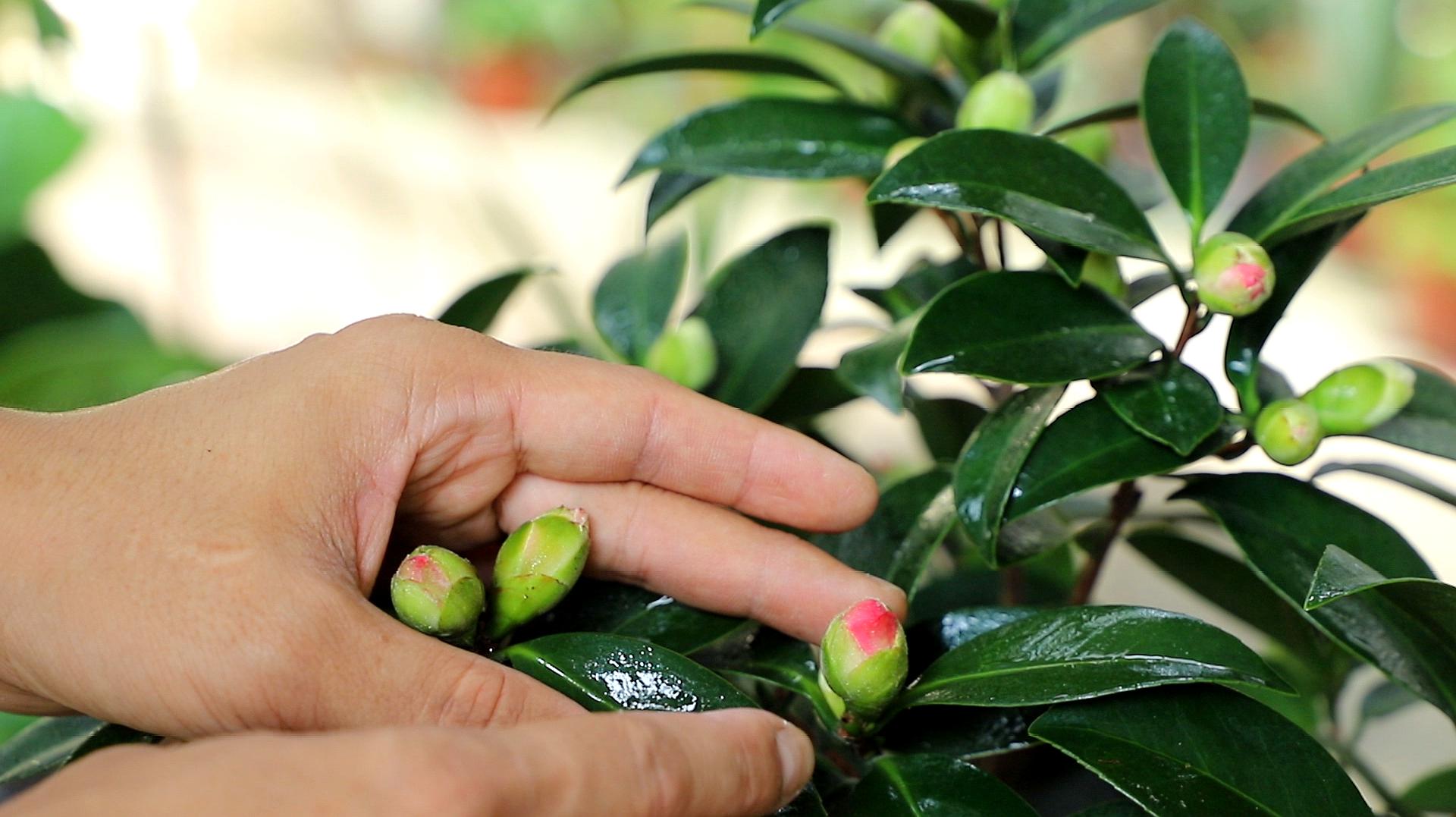 茶花的养殖方法和注意事项