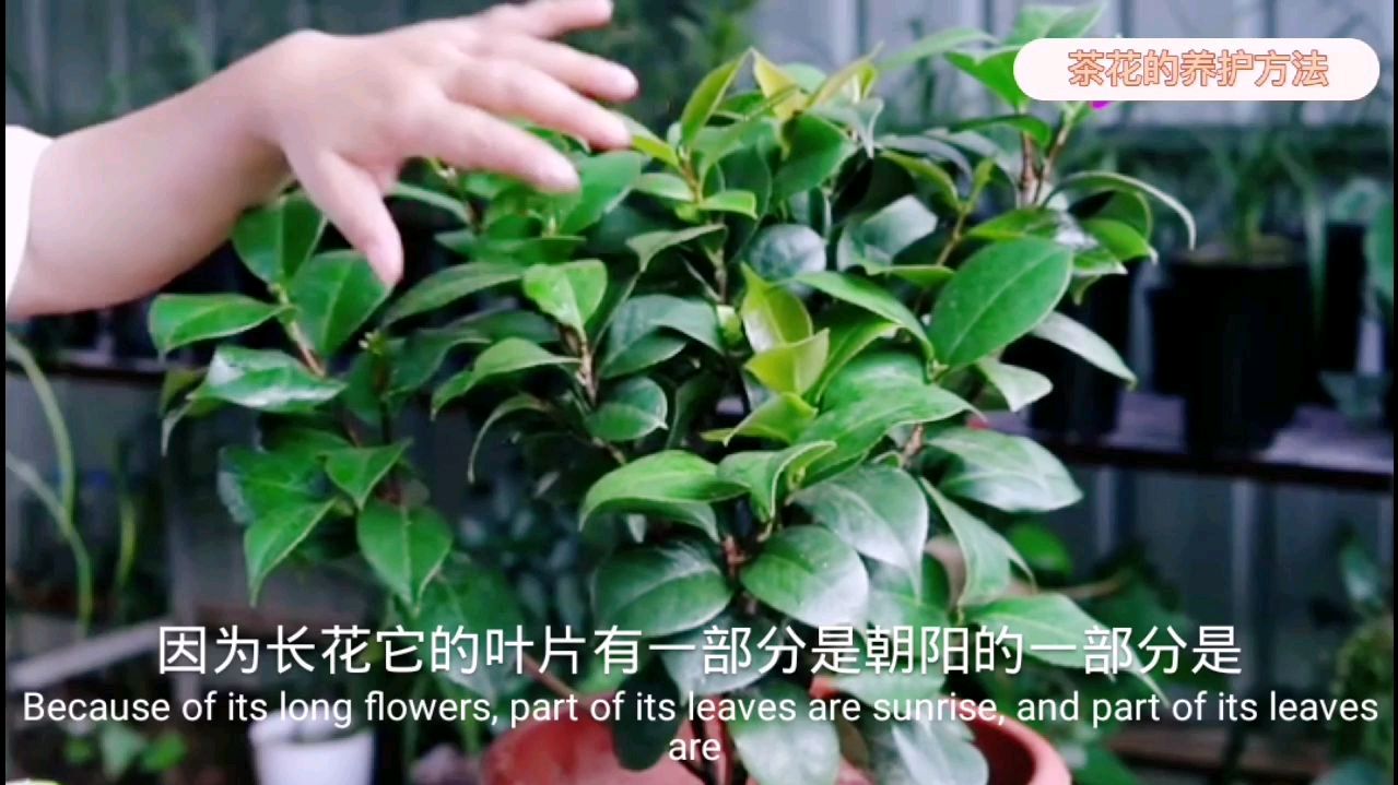 茶花的养护方法和技巧