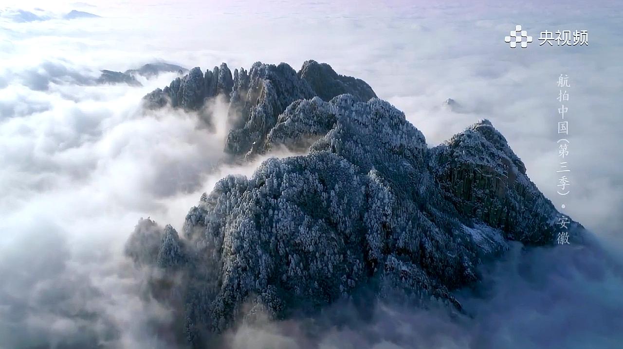 航拍中国.安徽.黄山.黄山松