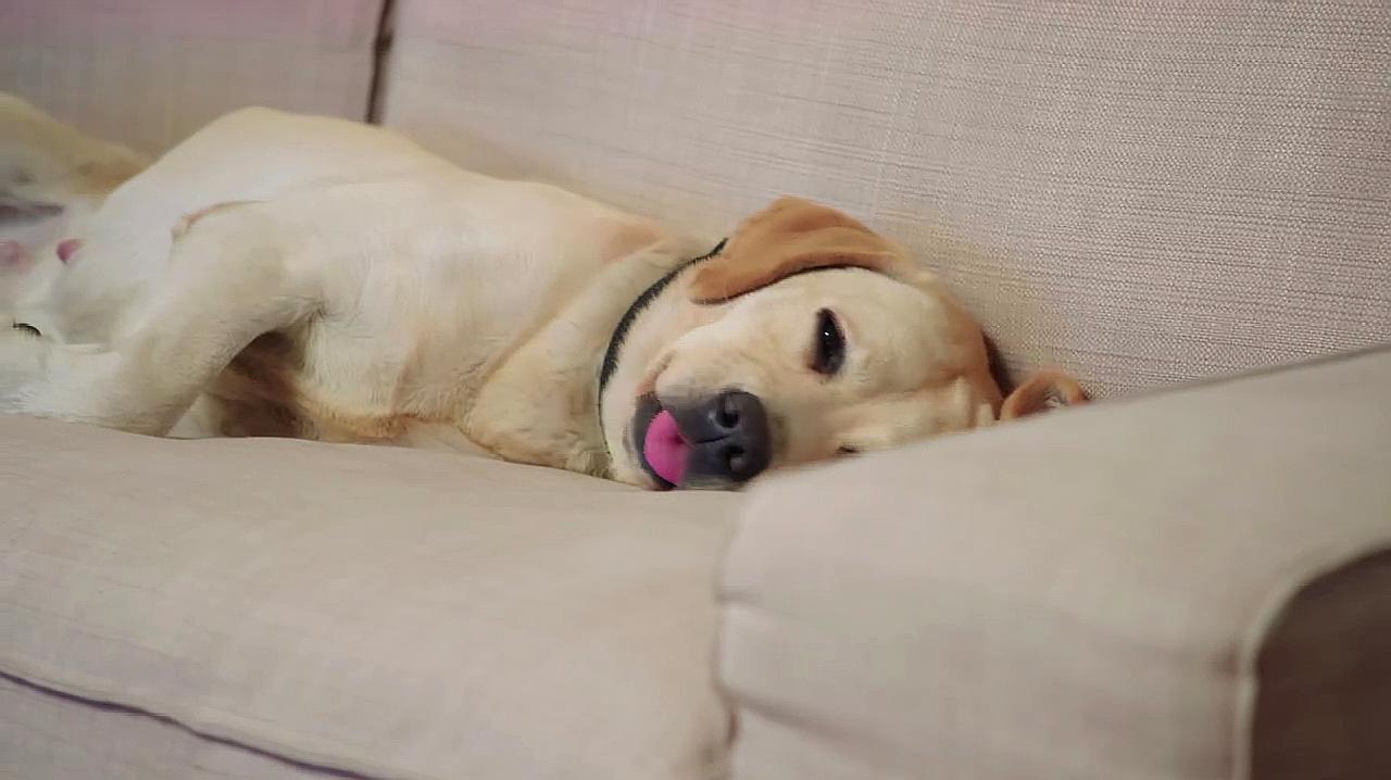 警花与警犬:樱桃躺沙发上休息,没想到姝寒妈妈让它帮姝寒找对象