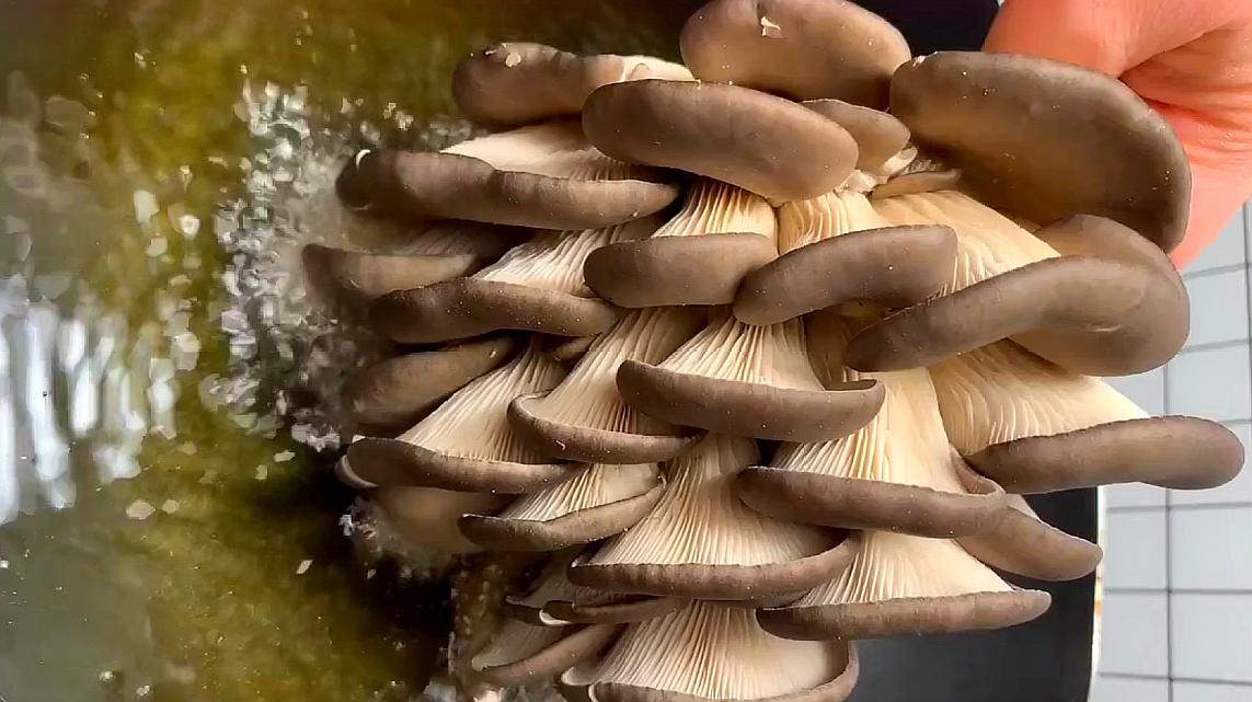 蘑菇的家常做法有哪些