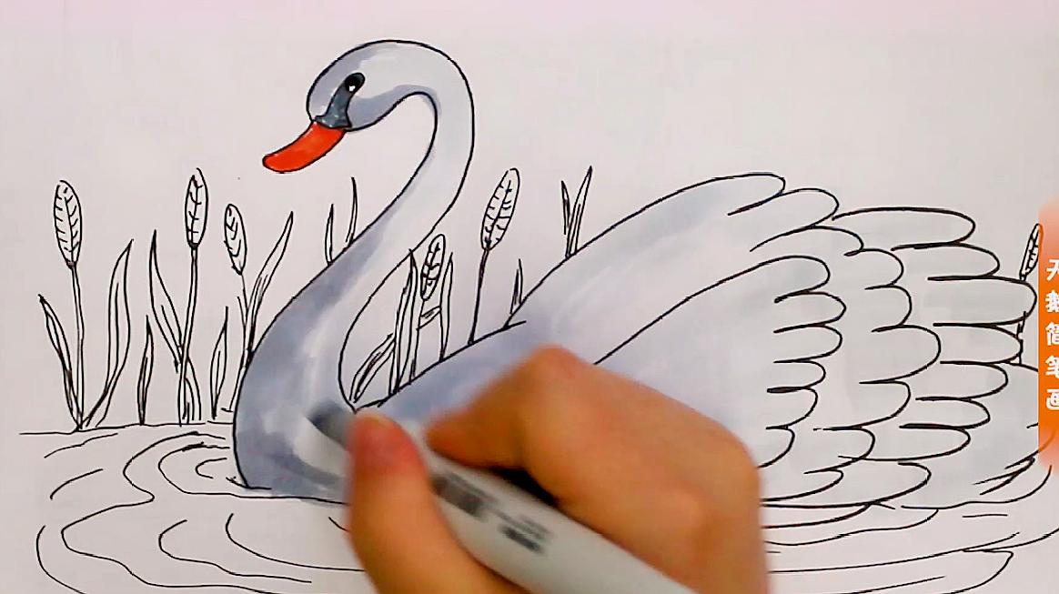 天鹅简笔画,几条简单的线条,勾勒出一只美丽的白天鹅