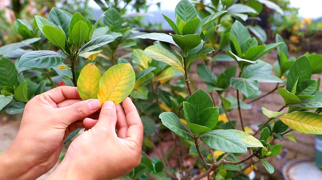 栀子花容易出现黄叶,没有硫酸亚铁可以这样解决