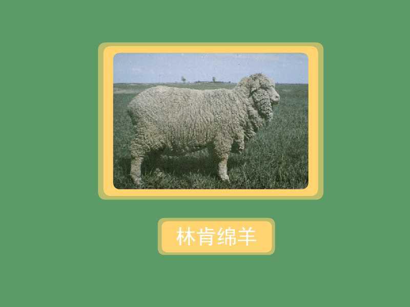 44  来源:秒懂百科-「秒懂百科」原来麻竹笋长这样 4粗脖羊的详细介绍