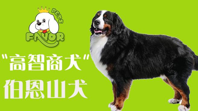 "高智商犬"伯恩山犬!