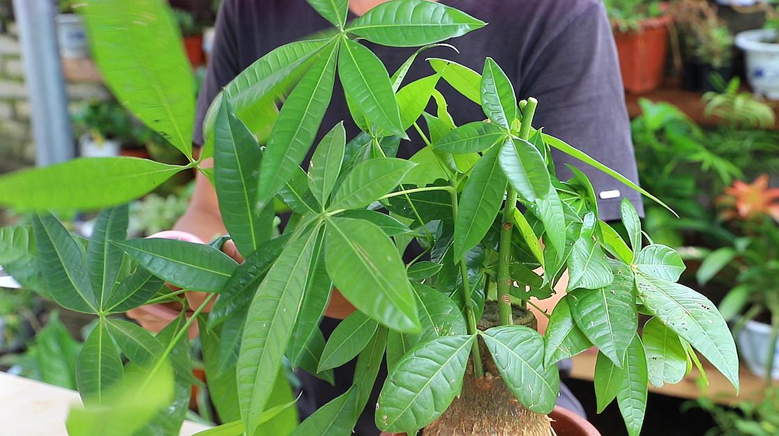 发财树"这种"树枝需要及时修剪,否则一个星期整个植株都长残了