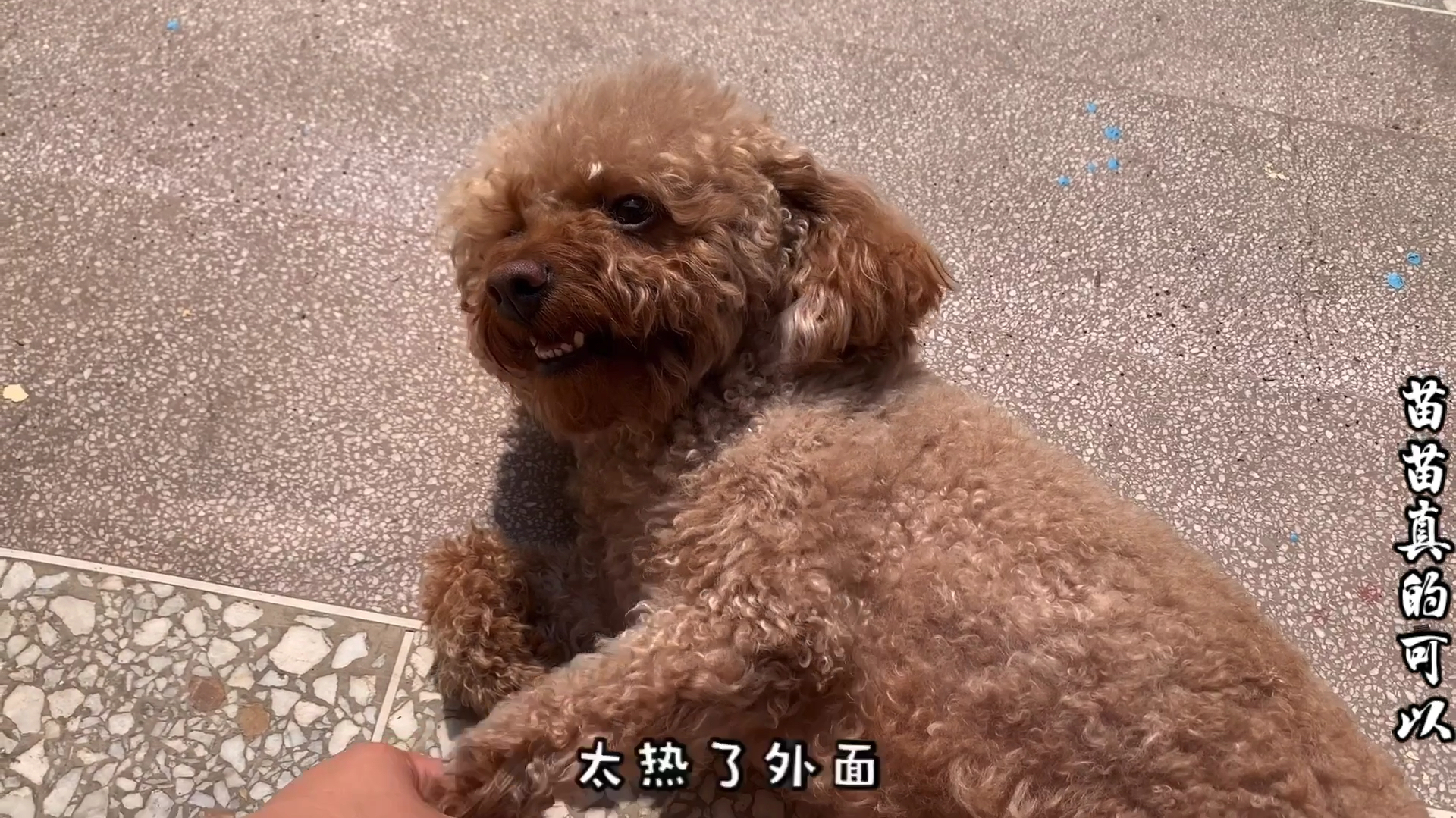 泰迪狗布丁呆萌日常生活视频盘点