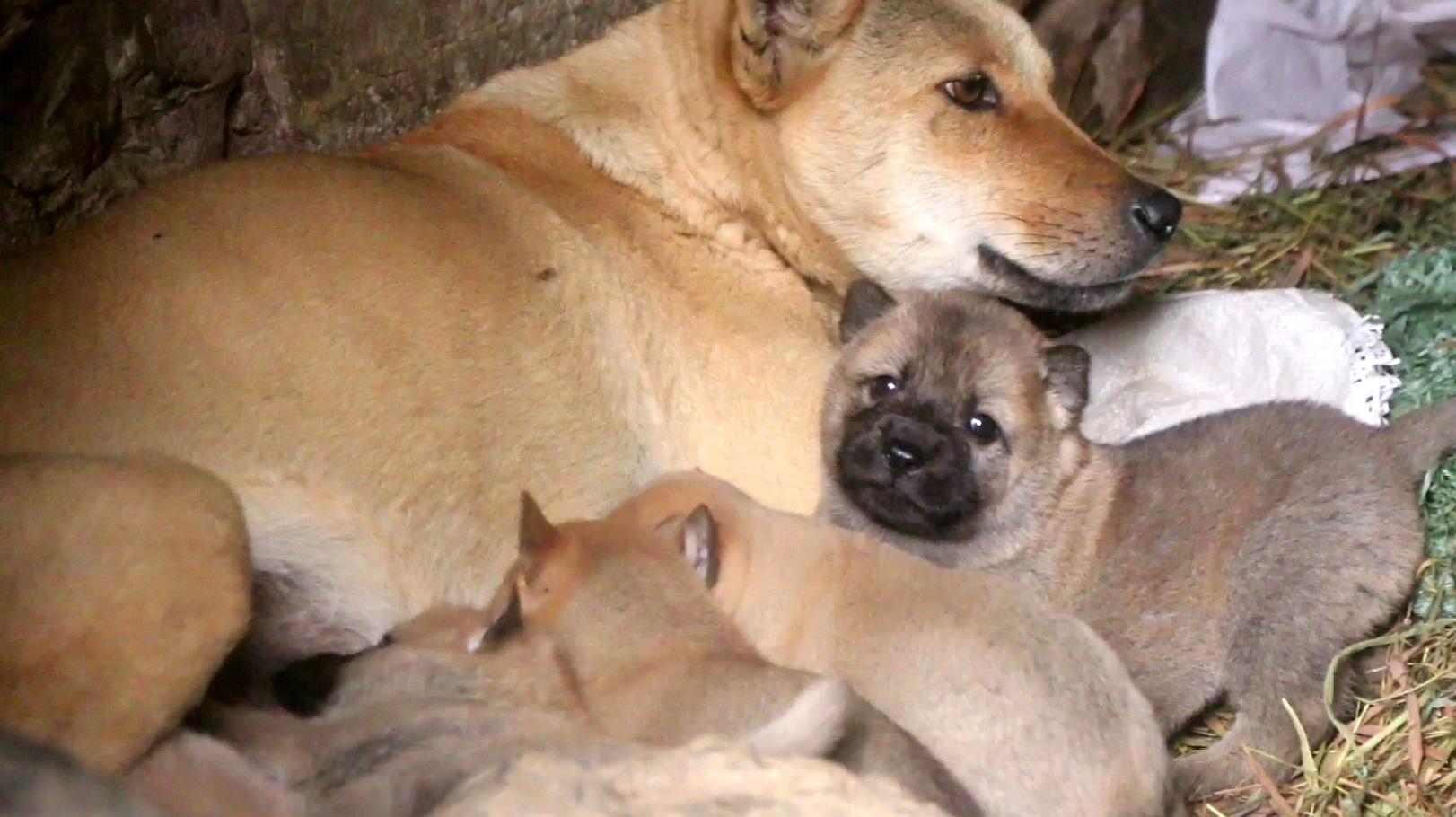 腊肉,从来不偷吃还会帮守护 5中华田园犬,刚满月的小奶狗已经认出主人