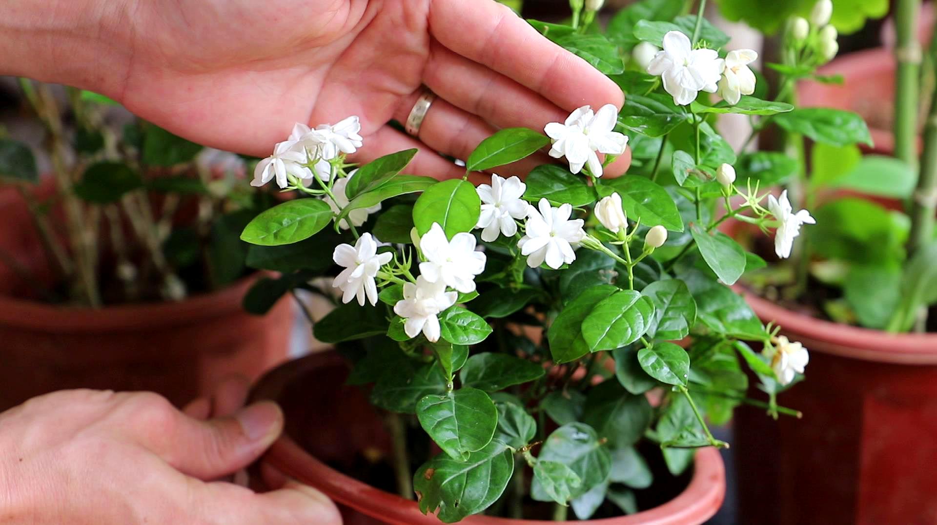 新买的茉莉花花苞是这样的,这是花苞么,没养过,觉得好