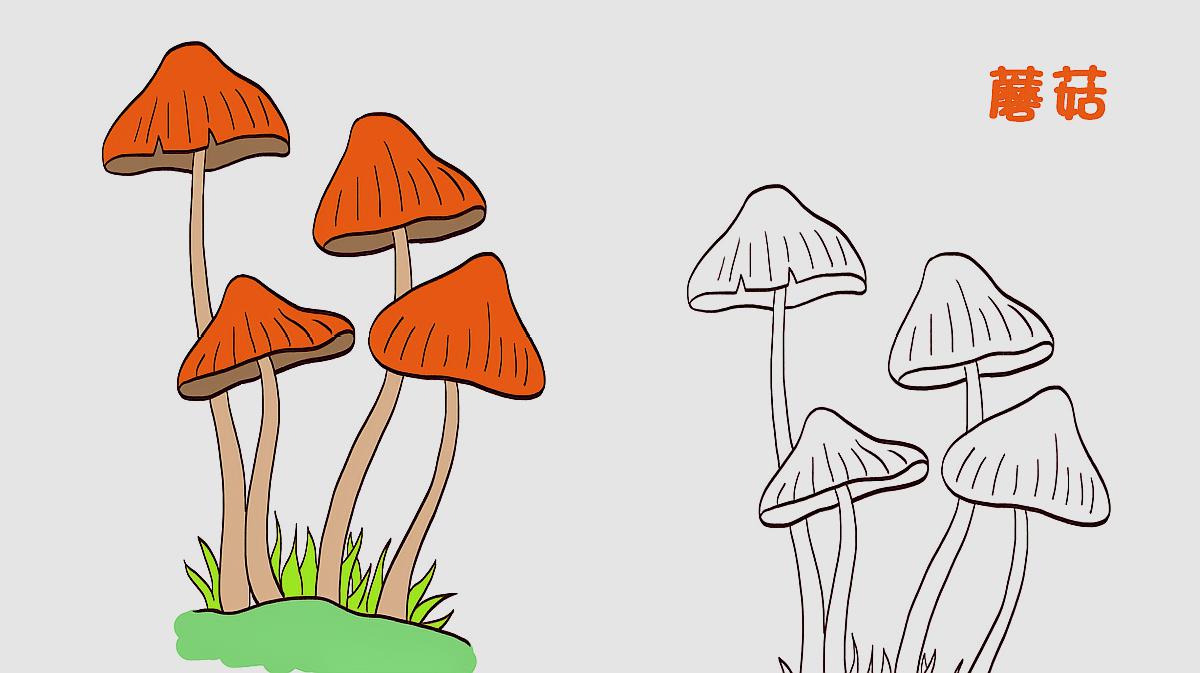 怎么画各种蘑菇?