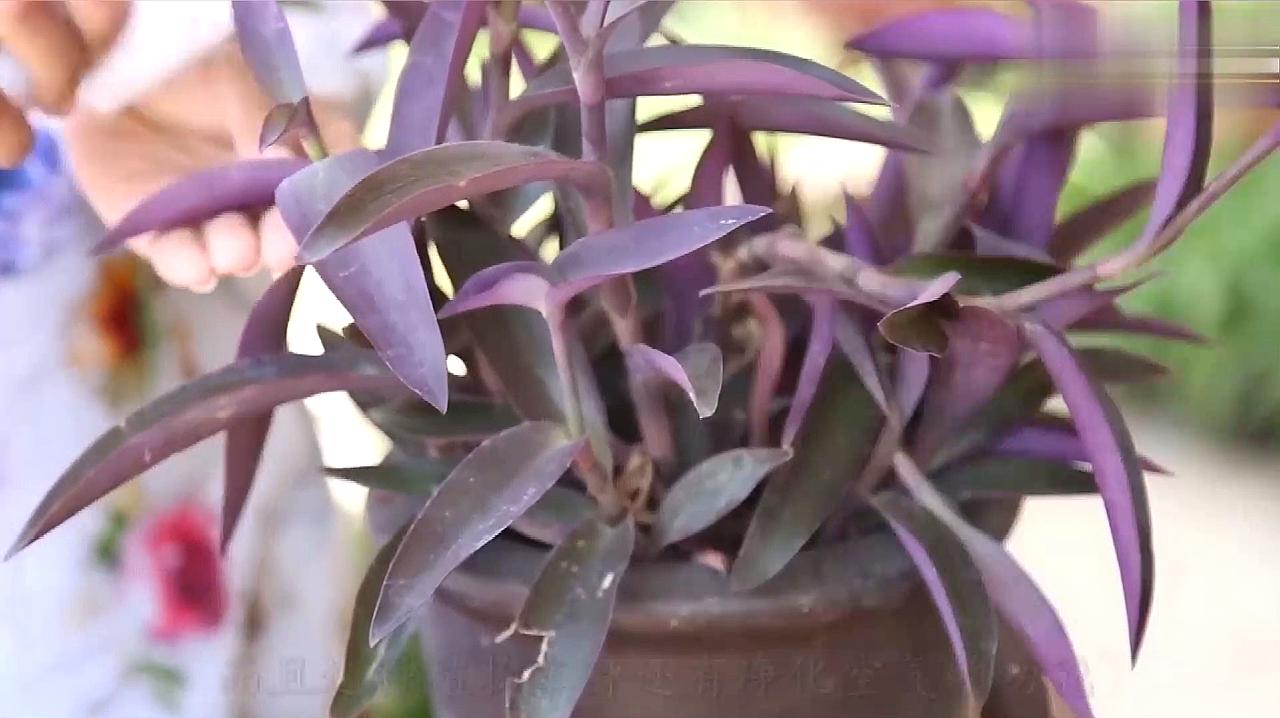 紫吊兰,紫叶吊兰的养殖方法和技巧,你都知道吗