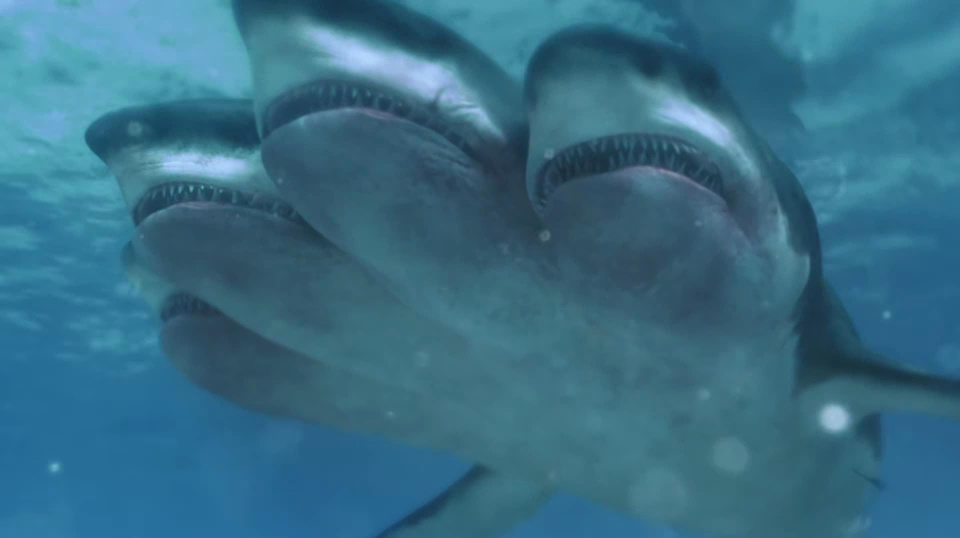 上新世北太平洋东部巨齿鲨灭绝情况 - 哔哩哔哩