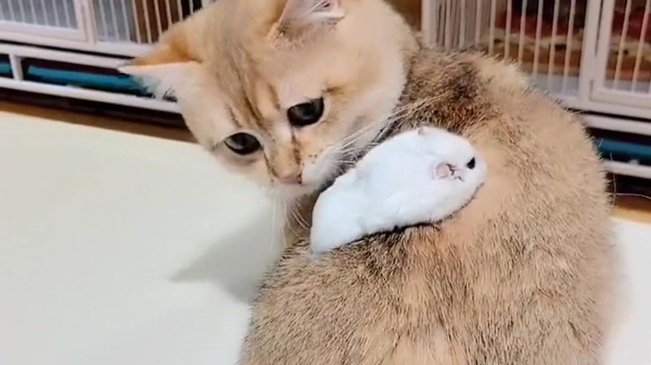 老鼠爱上猫?是个狠老鼠!