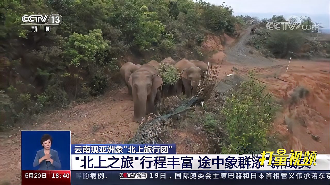 云南现亚洲象"北上旅行团,象群一年迁徙约400公里|共同关注