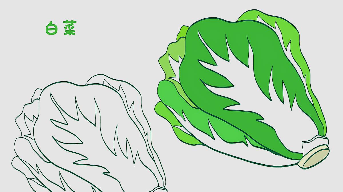 1幼儿白菜简笔画:首先将白菜的根部画出来,然后再画白菜叶,将白菜