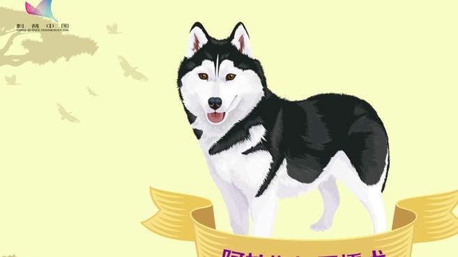 科普中国·科学百科:阿拉斯加雪橇犬