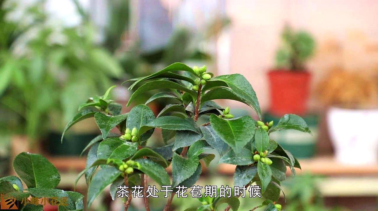 茶花怎么施肥,养护知识请看这里!