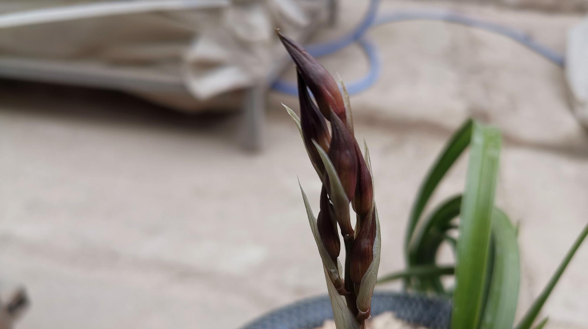 漂亮的蕙兰红花苞,能开出来什么样兰花呢?