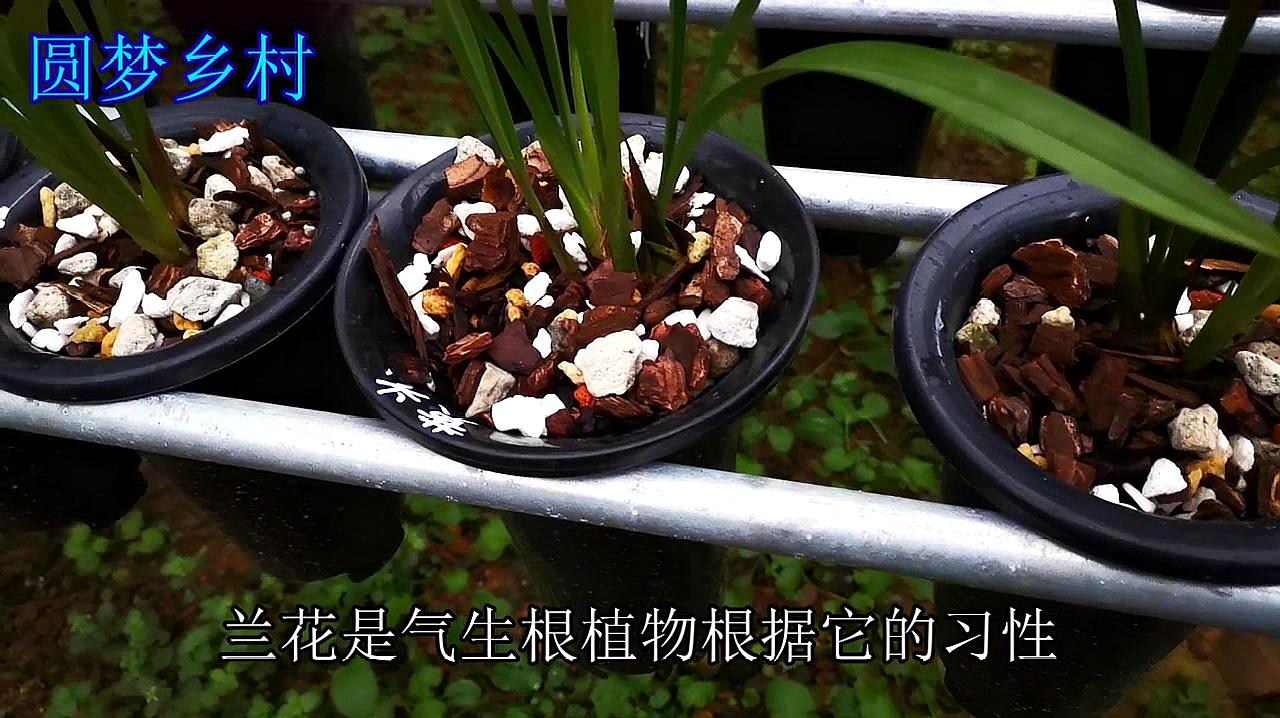 一起来学习兰花的种植方法