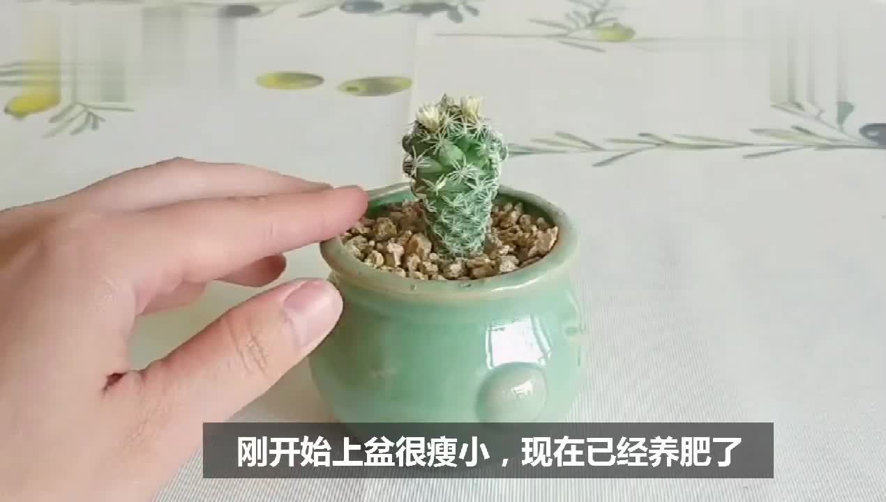 银手指多肉怎么养