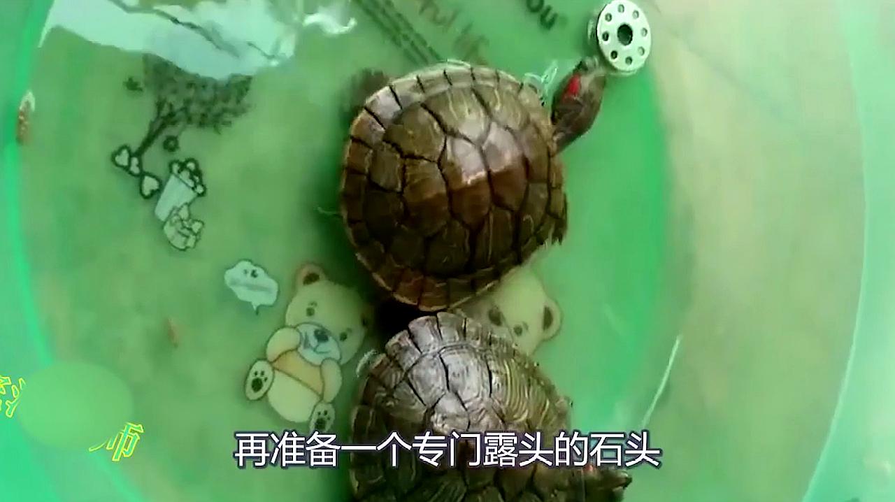 小乌龟冬天怎么养?
