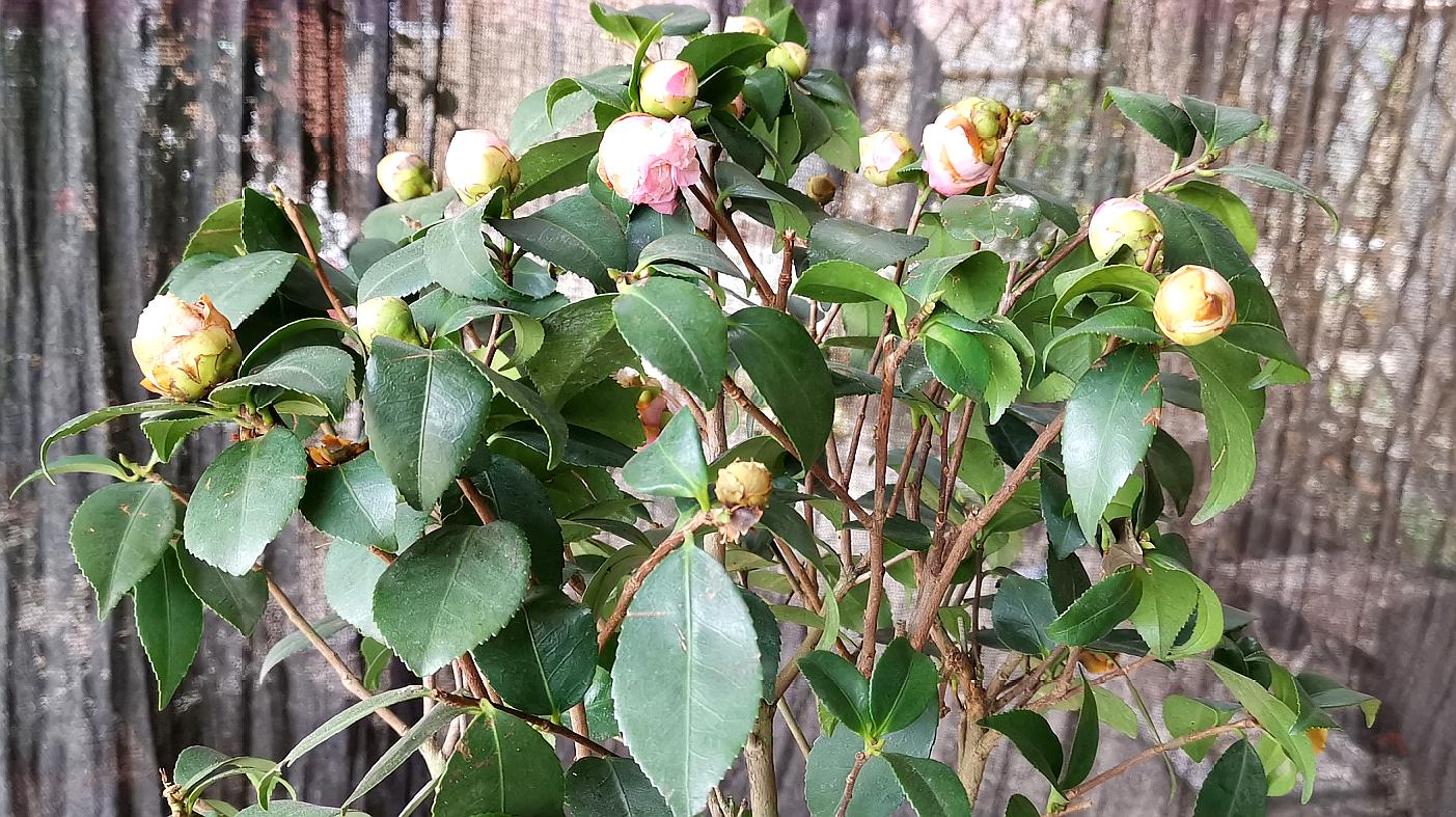 茶花花朵不绽放,用用这几个方法,能顺利解决不开花问题