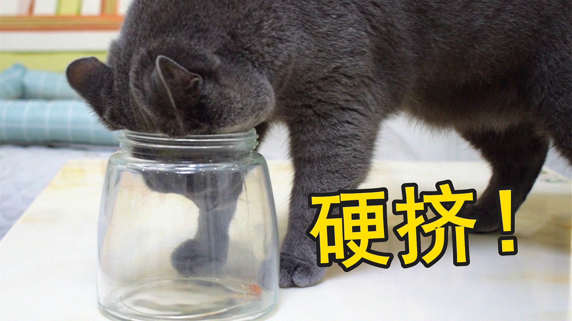 萌猫宝哥哥趣味小视频集锦