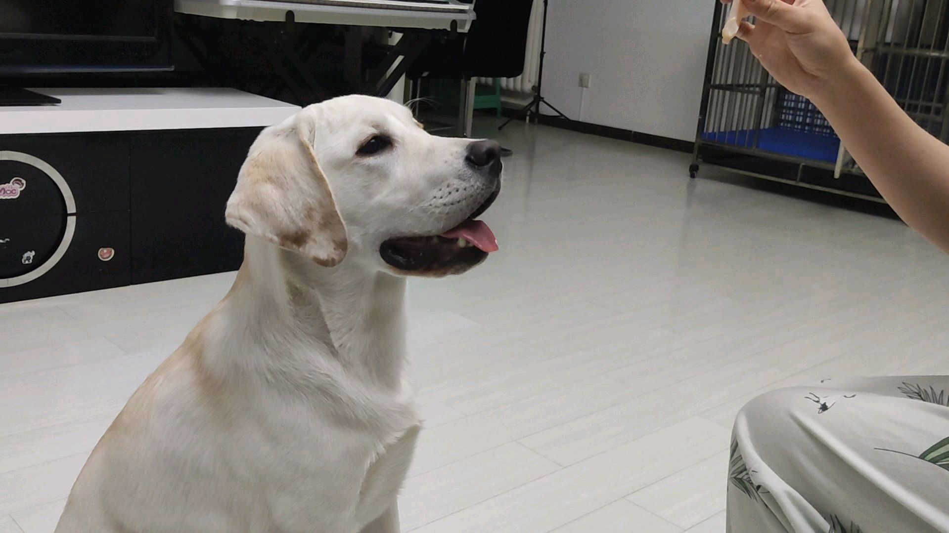 02:29 来源:好看视频-拉布拉多耳朵太大影响吃饭,秒变杜高犬 服务