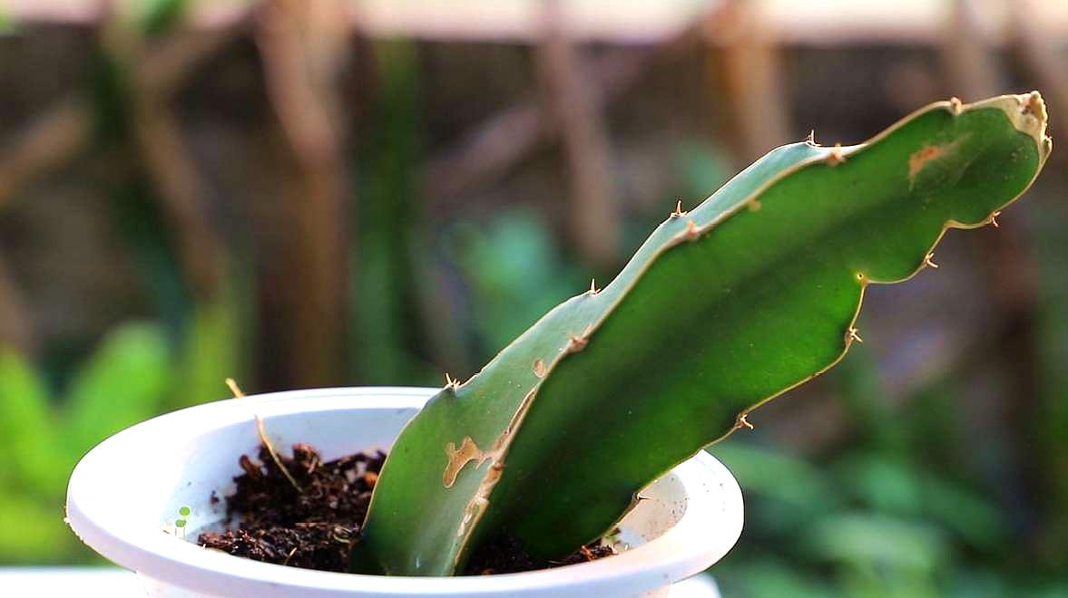 阳台种植火龙果,注意几个养护,植株茁壮生长开花结果