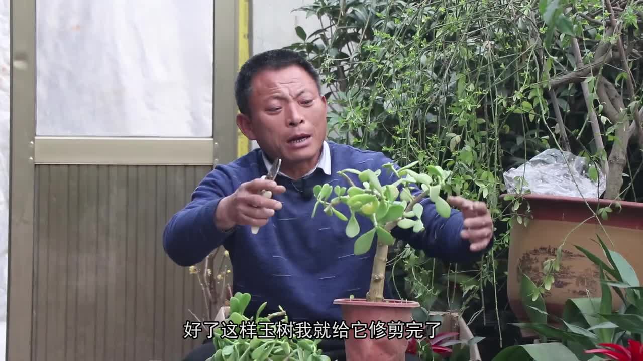 玉树怎么修剪