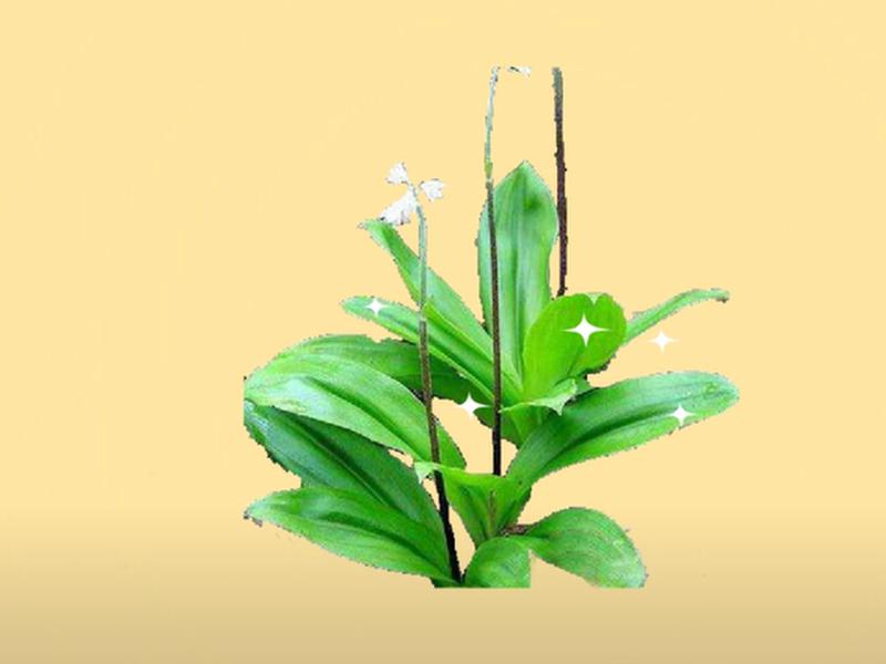 原来竹叶七长这样