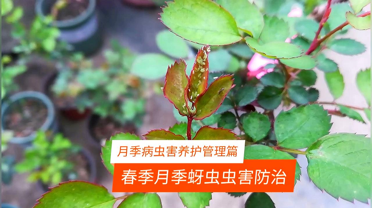 月季花长蚜虫怎么办,养护知识请看这里!